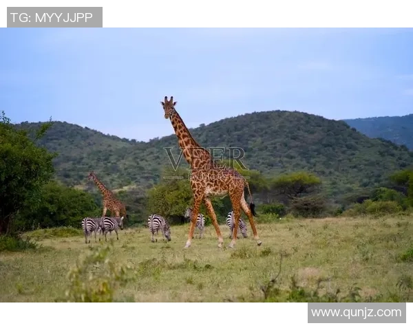 马内的足球之路:从非洲草原到欧洲顶级联赛的辉煌历程
